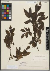 Foto von Salix mielichhoferi Saut.